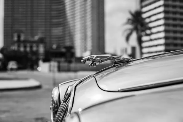 Casino Loyal Bet Android/iOS Forrit